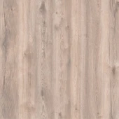 D40447 Дуб Мальва