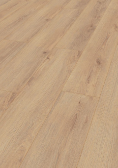 D80592 Дуб Норфолк