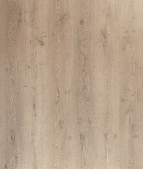 D50497 Дуб Турнон