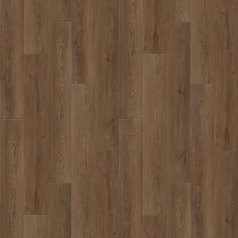 6244 Дуб Веларус античный